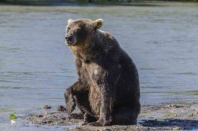 55 - Oso Pardo - Kamchatka - Rusia